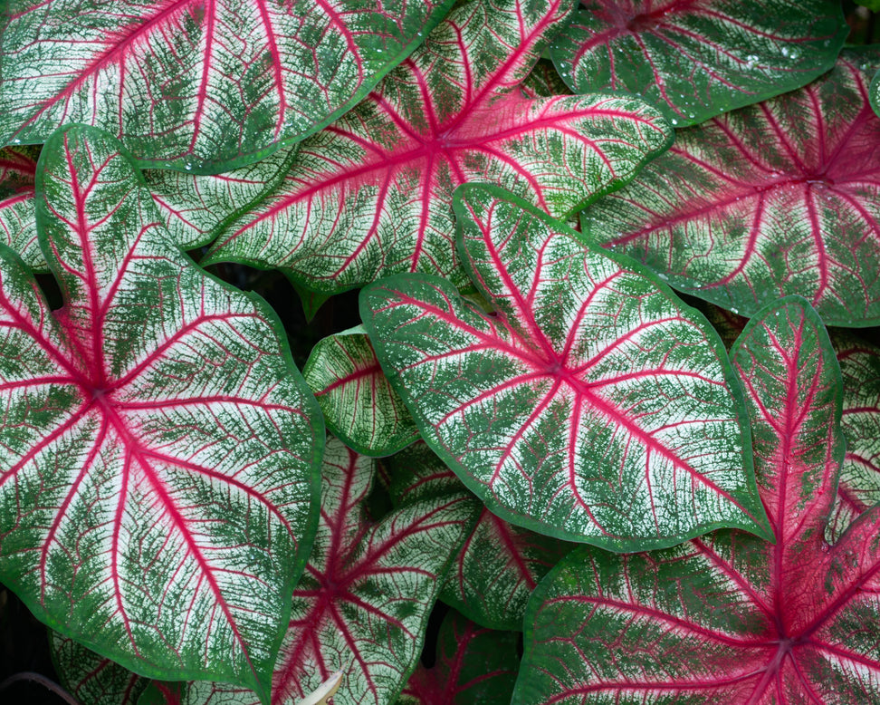Caladium 'Rosebud'