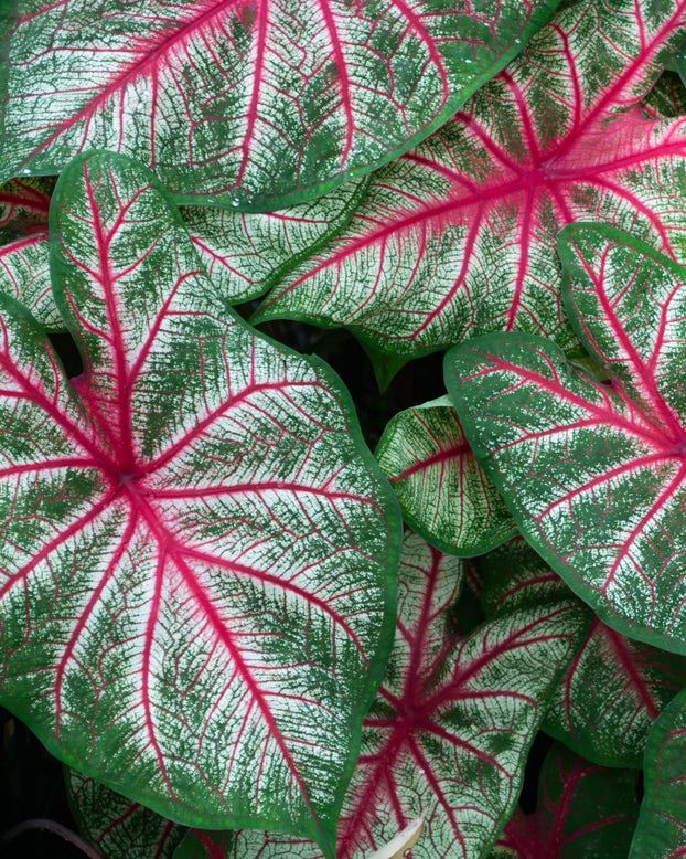 Caladium 'Rosebud'