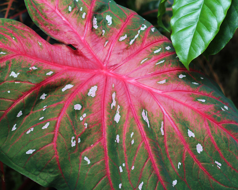 Caladium 'Rosebud'
