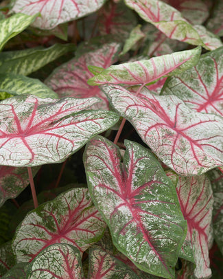 Caladium 'Rosebud' Caladium 'Rosebud'