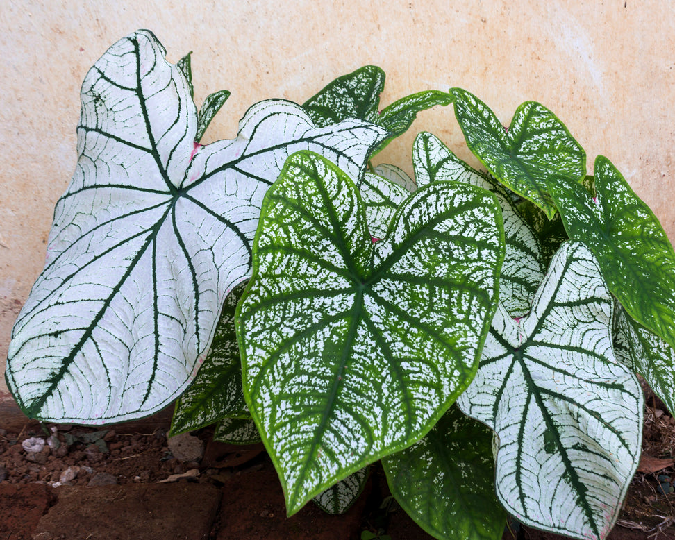 Caladium 'White Christmas'
