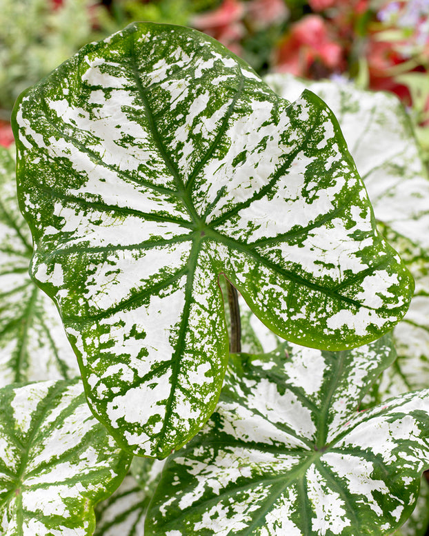Caladium 'White Christmas'