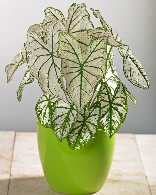 Caladium 'White Christmas'