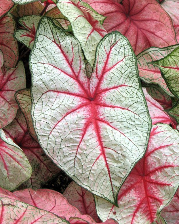 Caladium 'White Queen'