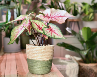 Caladium 'White Queen' Caladium 'White Queen'