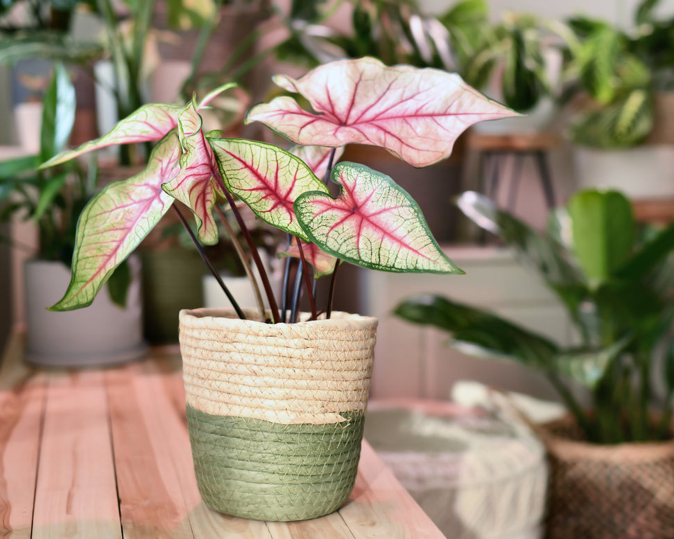 Caladium 'White Queen'