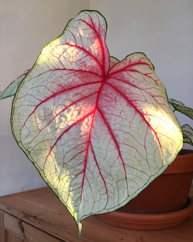 Caladium 'White Queen'
