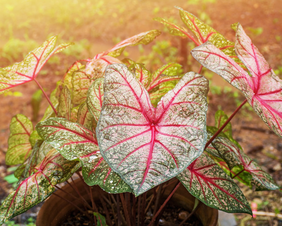 Caladium 'White Queen'