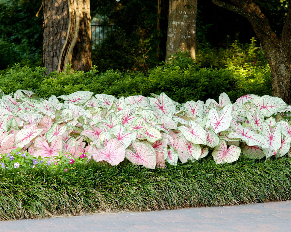 Caladium 'White Queen'