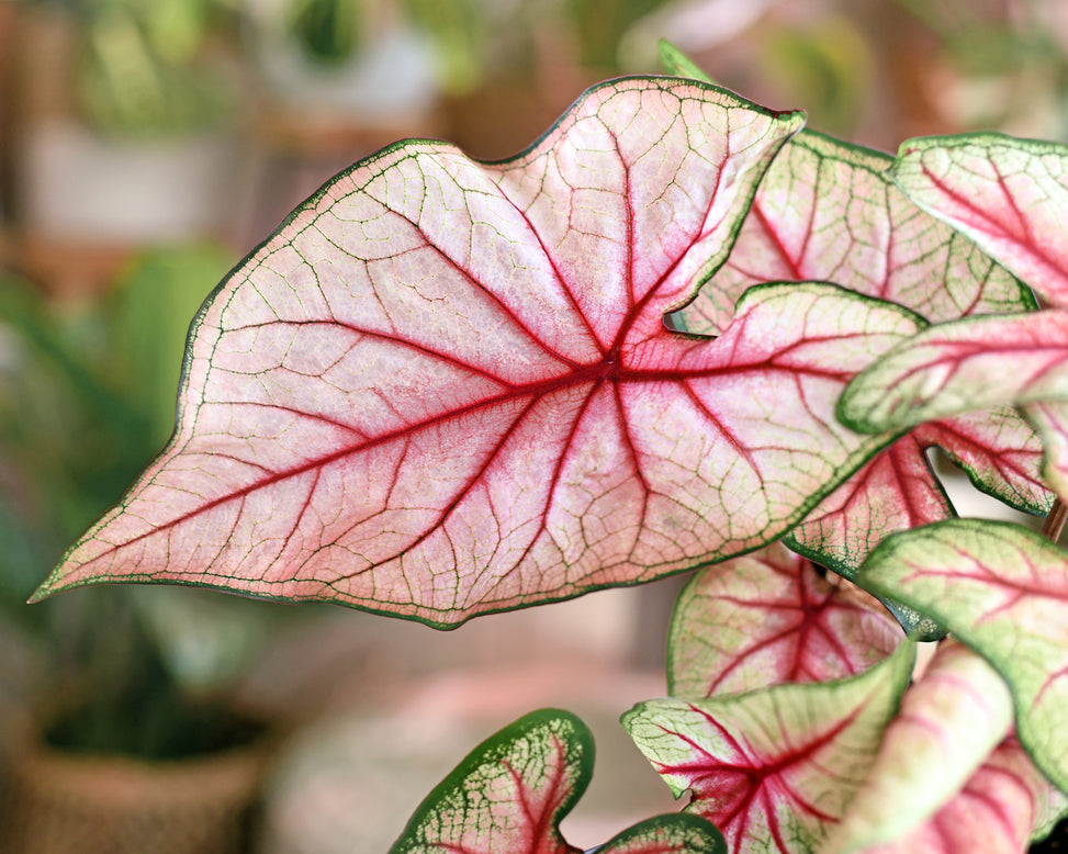 Caladium 'White Queen'
