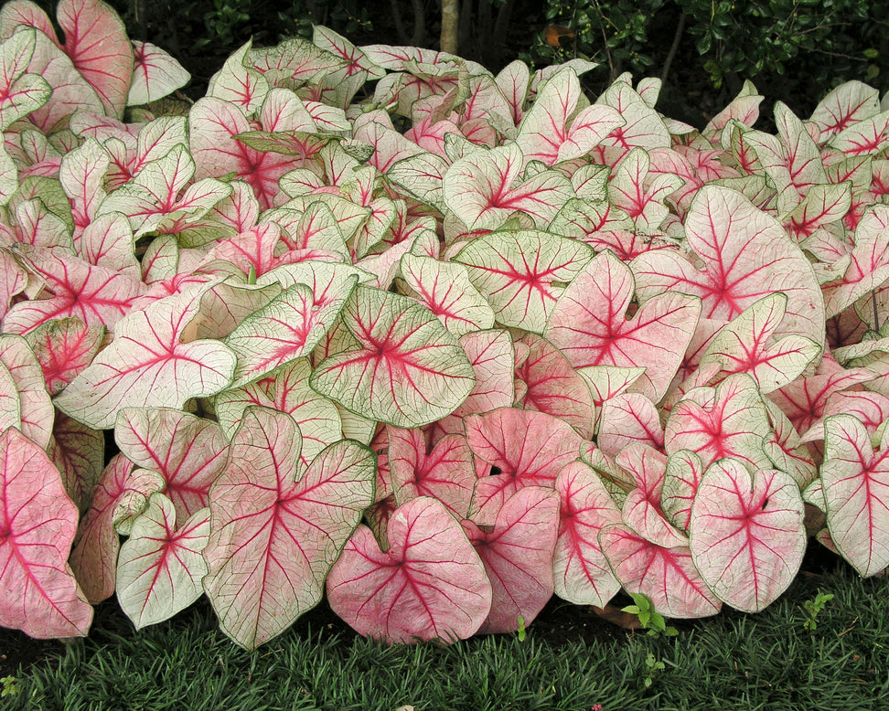 Caladium 'White Queen'