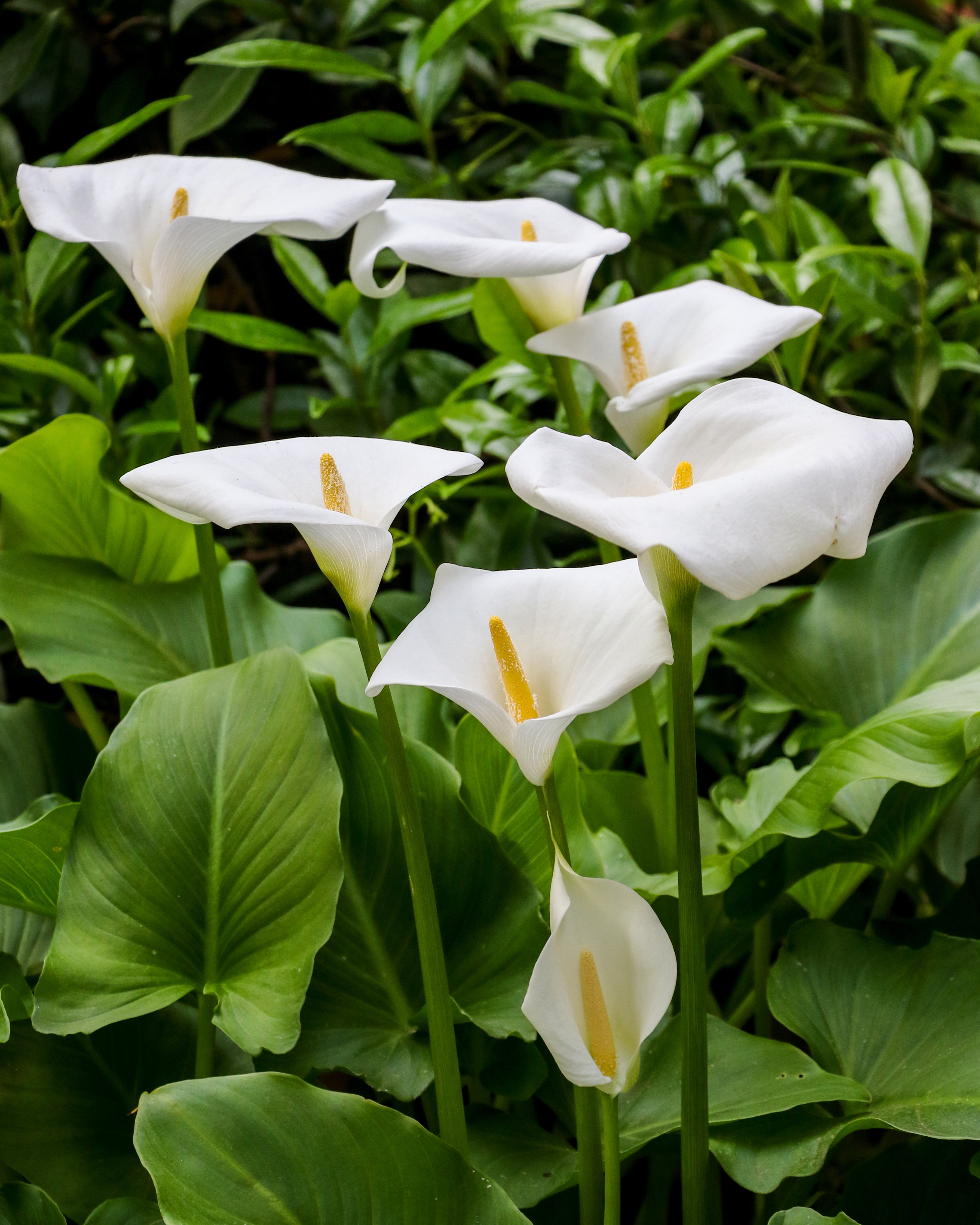 calla lily plants for sale uk Calla aethiopica Bulbs