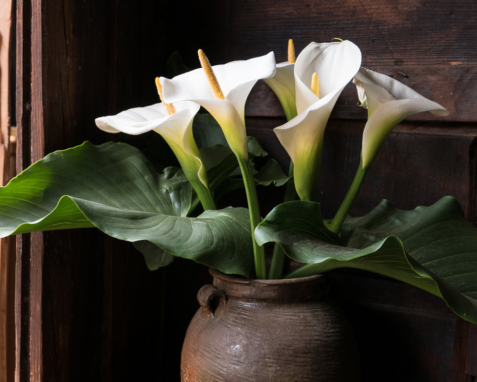 Calla aethiopica