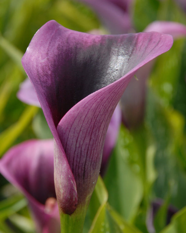 Calla 'Akela'