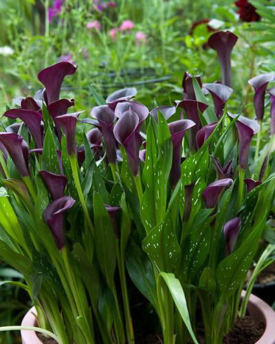 Calla 'Akela'