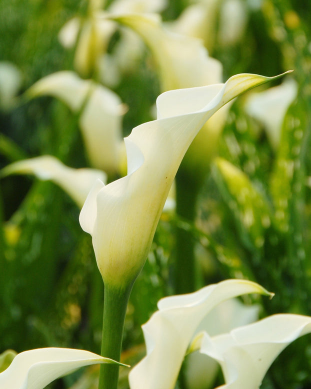 Calla albomaculata