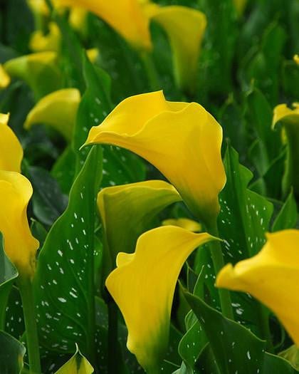 Calla 'Best Gold'