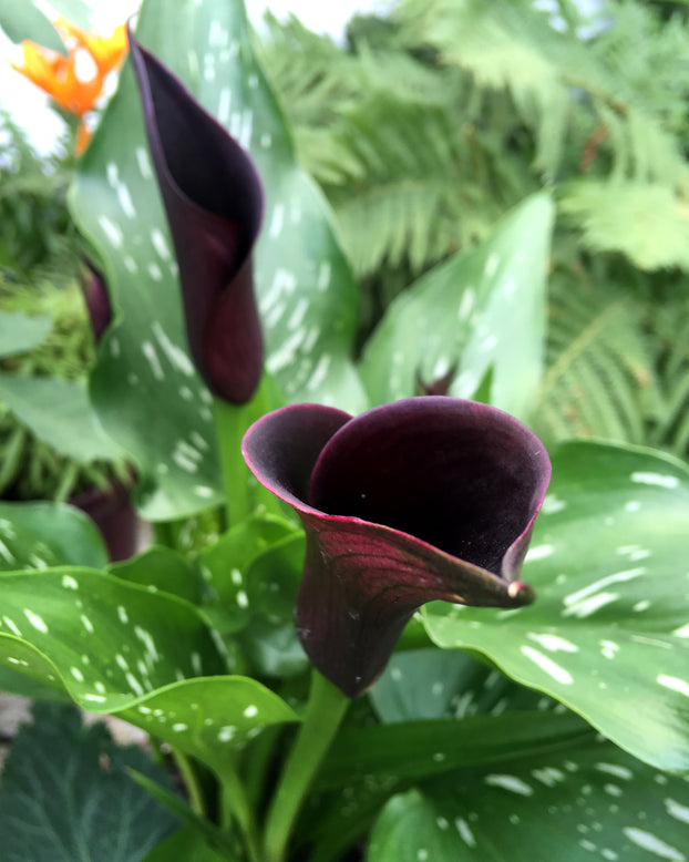 Calla 'Cantor'