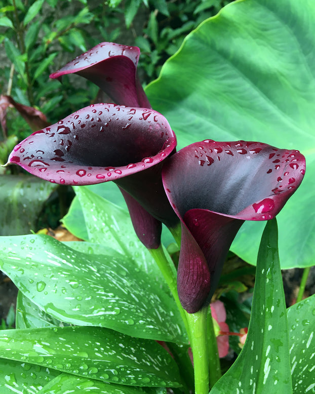 Calla 'Cantor'