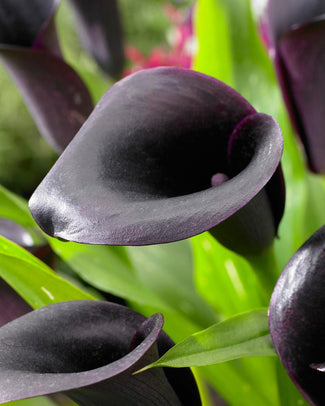 Calla 'Cantor' Calla 'Cantor'