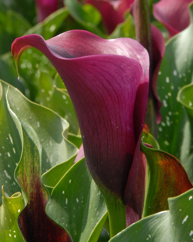 Calla 'Captain Prado'