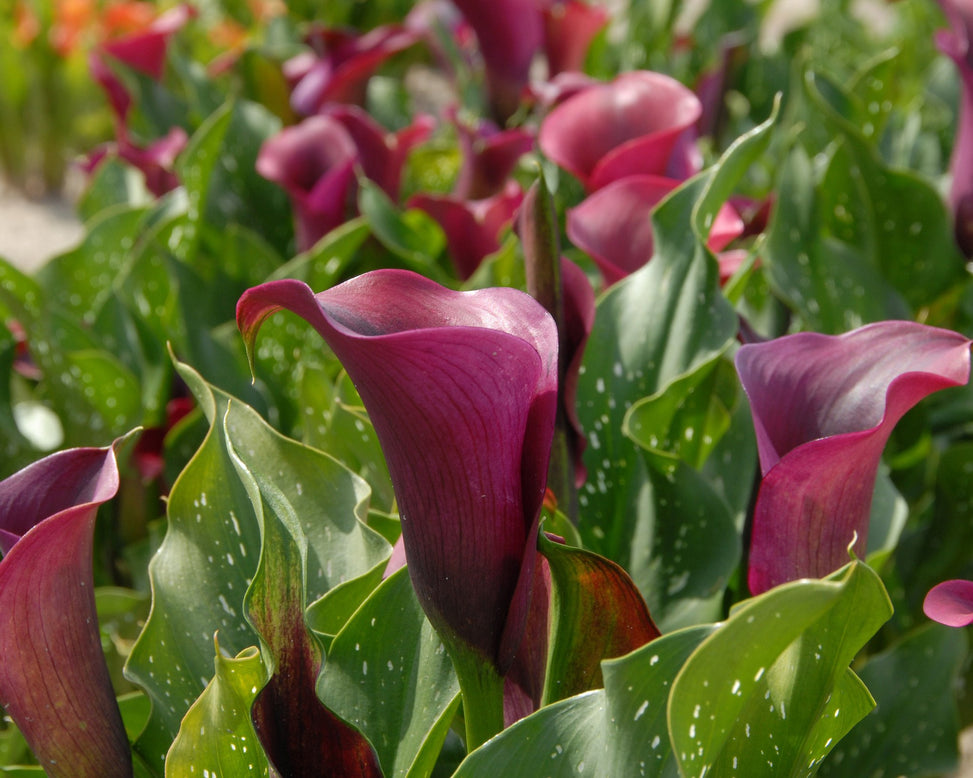 Calla 'Captain Prado'