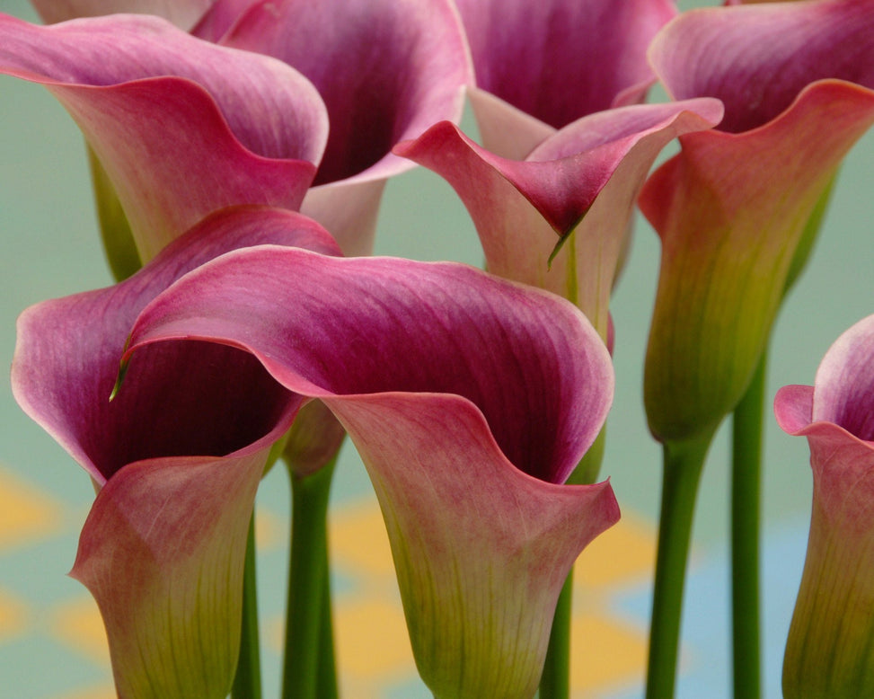 Calla 'Captain Promise'