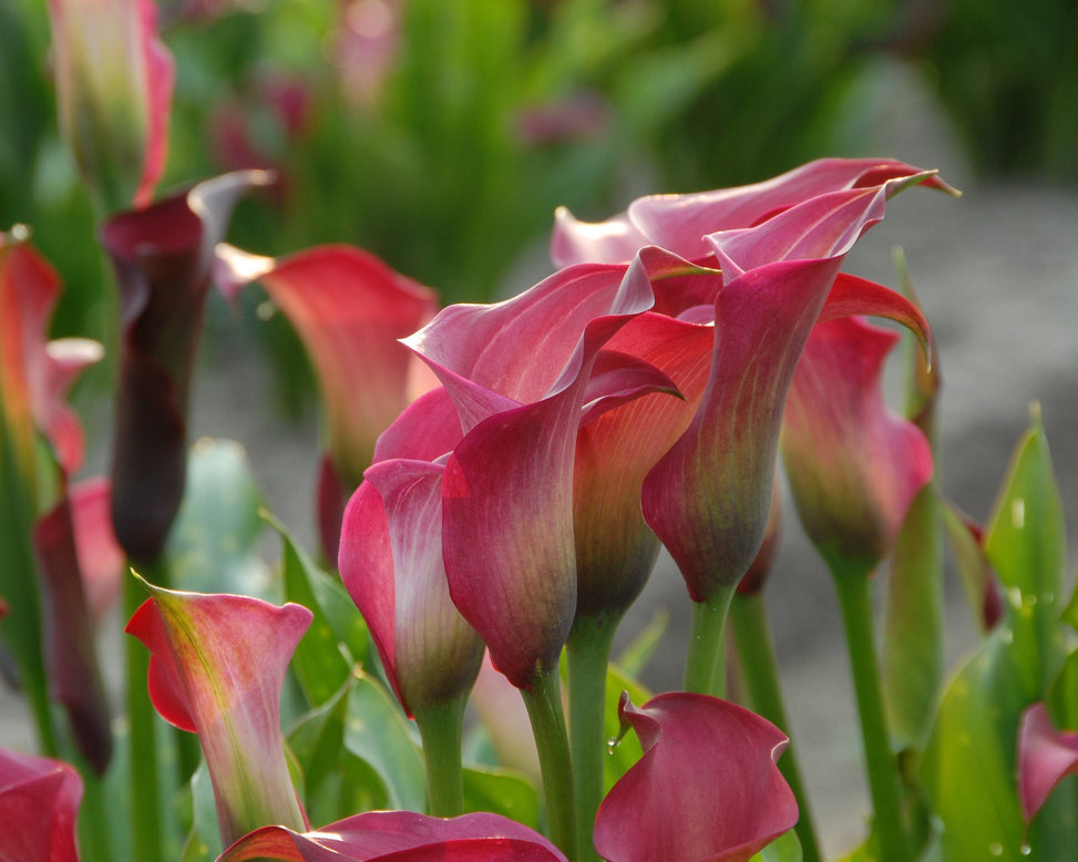 Calla 'Captain Romance