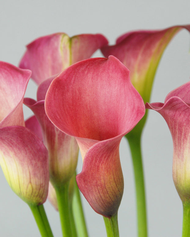 Calla 'Captain Romance