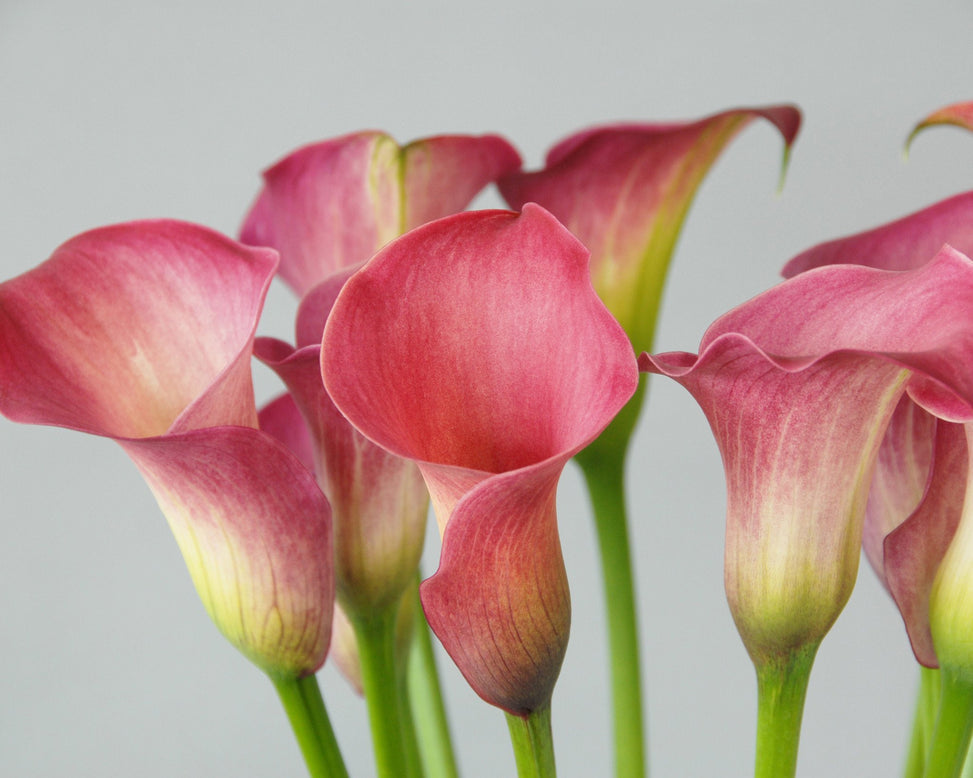 Calla 'Captain Romance