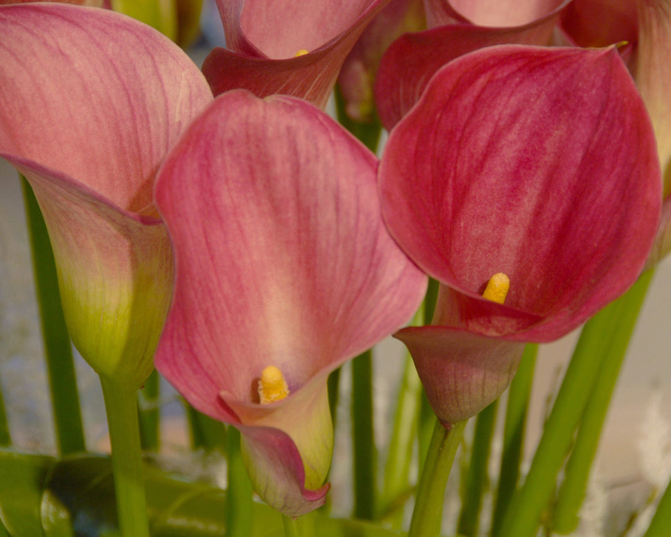 Calla 'Captain Romance