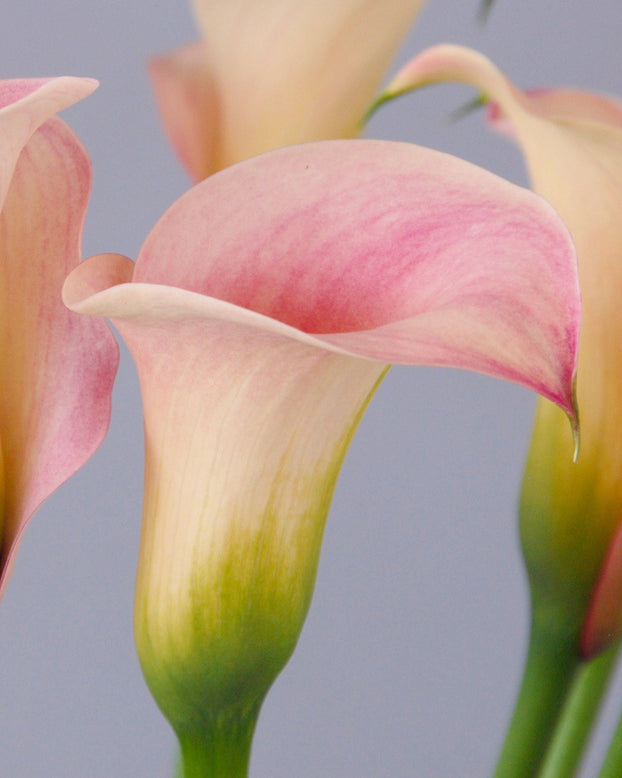 Calla 'Captain Rosette'