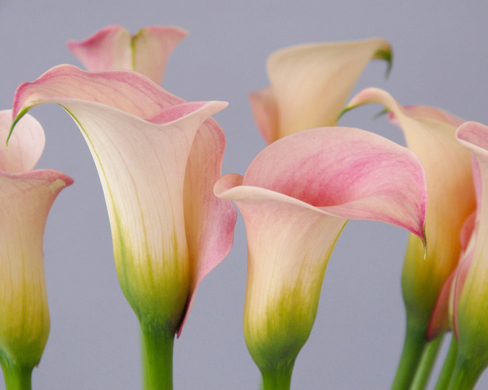 Calla 'Captain Rosette'