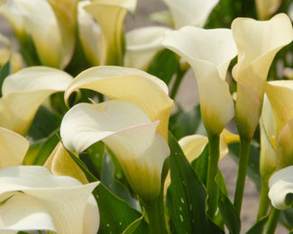 Calla 'Captain Ventura' Calla 'Captain Ventura'