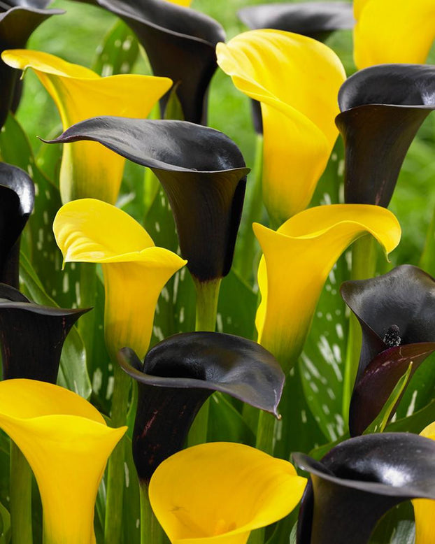 Calla collection 'Giraffe'