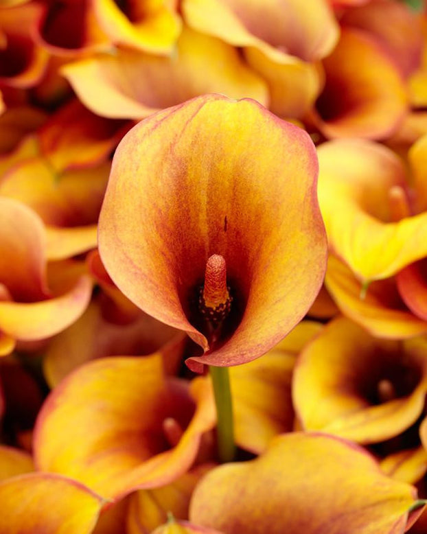 Calla 'Hot Shot'