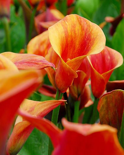 Calla 'Mango'