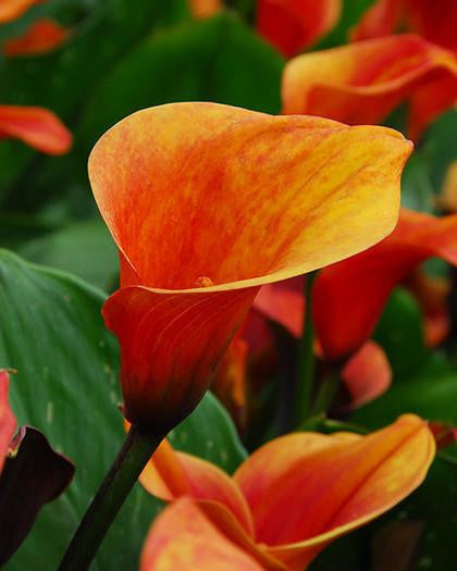 Calla 'Mango'