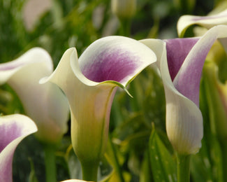 Calla 'Picasso' Calla 'Picasso'