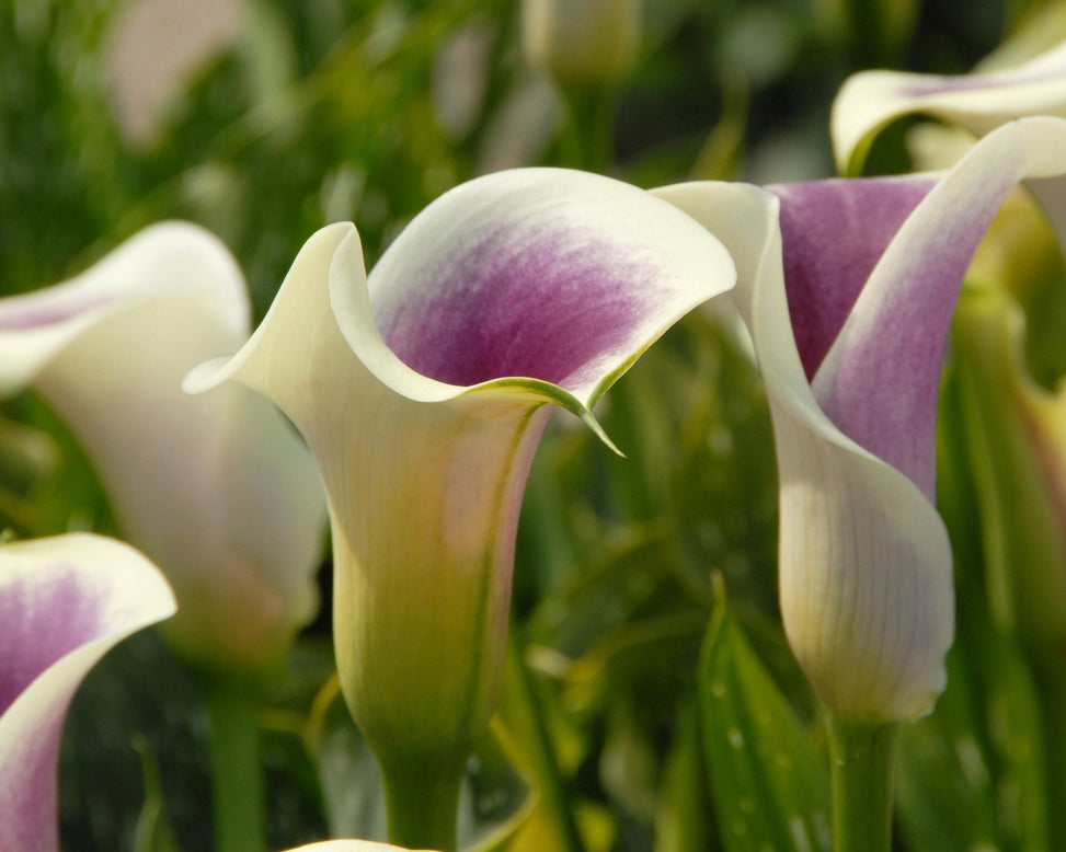 Calla 'Picasso'
