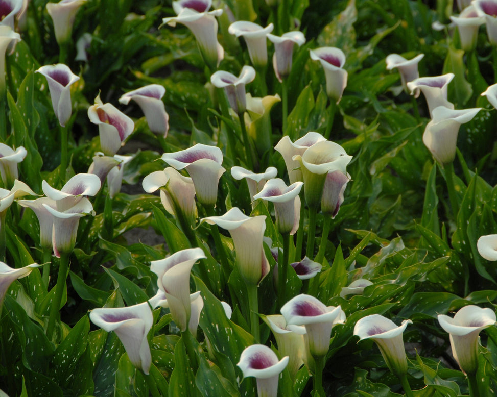 Calla 'Picasso'