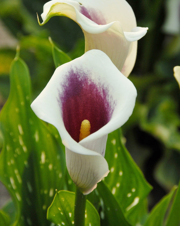 Calla 'Picasso'