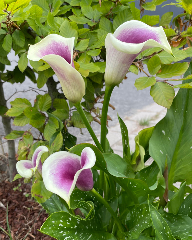 Calla 'Picasso'