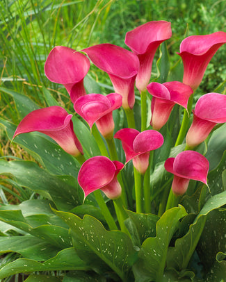 Calla 'Pink Jewel' Calla 'Pink Jewel'
