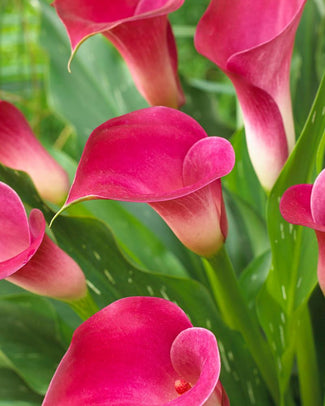 Calla 'Pink Jewel' Calla 'Pink Jewel'