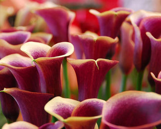 Calla 'Purple Haze' Calla 'Purple Haze'