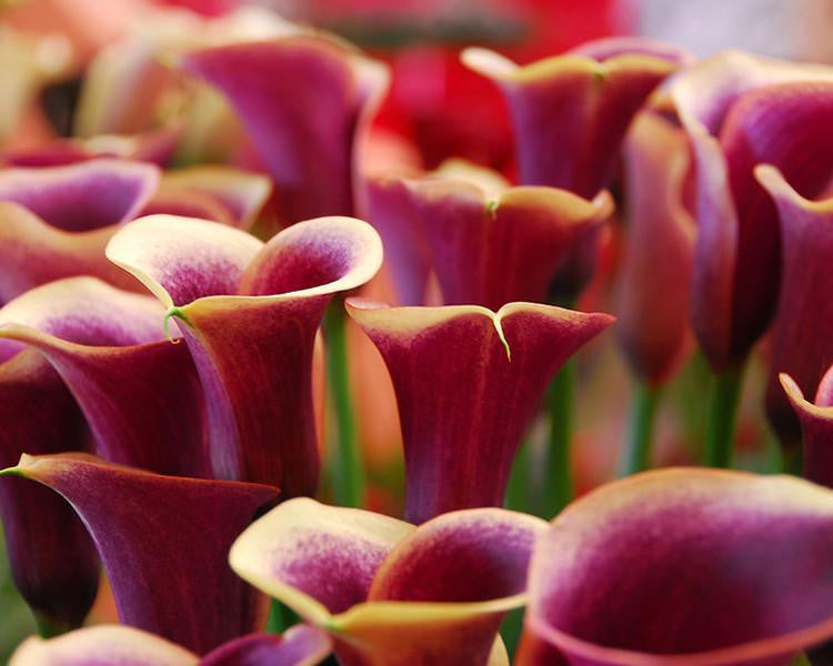 Calla 'Purple Haze'