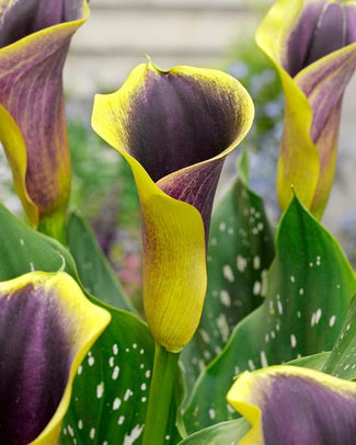 Calla 'Purple Haze' Calla 'Purple Haze'