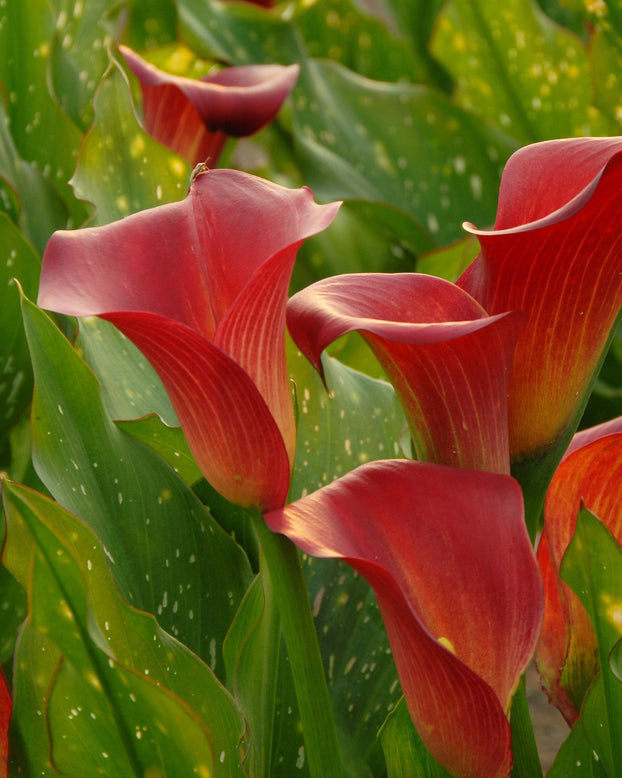Calla 'Red Sox'