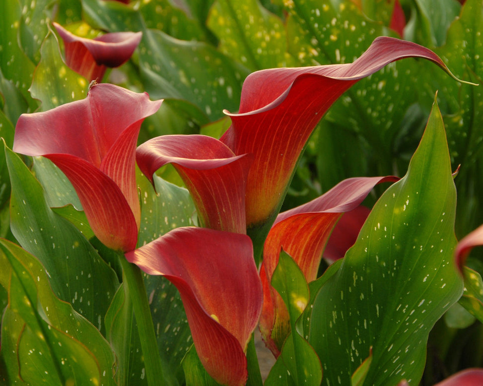 Calla 'Red Sox'